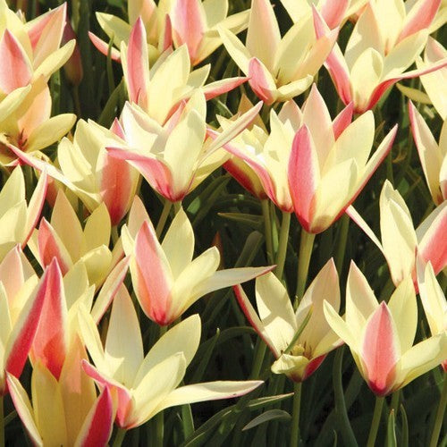 Tulipa clusiana 'Cynthia'