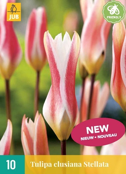 Tulipa clusiana 'Stellata'