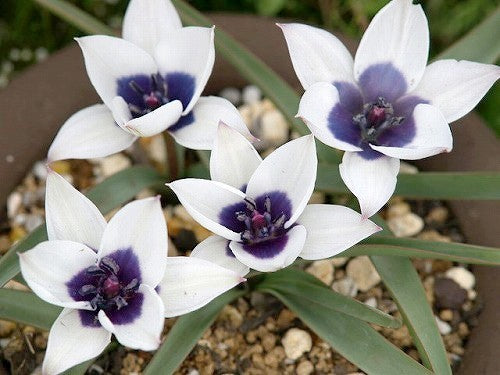 Tulipa humilis 'Alba Coerulea Oculata'