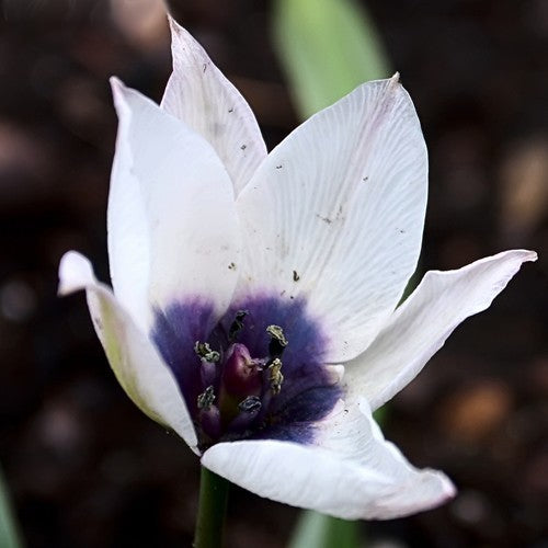 Tulipa humilis 'Alba Coerulea Oculata'
