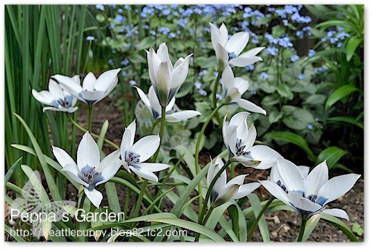 Tulipa humilis 'Alba Coerulea Oculata'