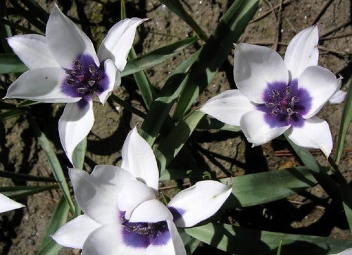 Tulipa humilis 'Alba Coerulea Oculata'