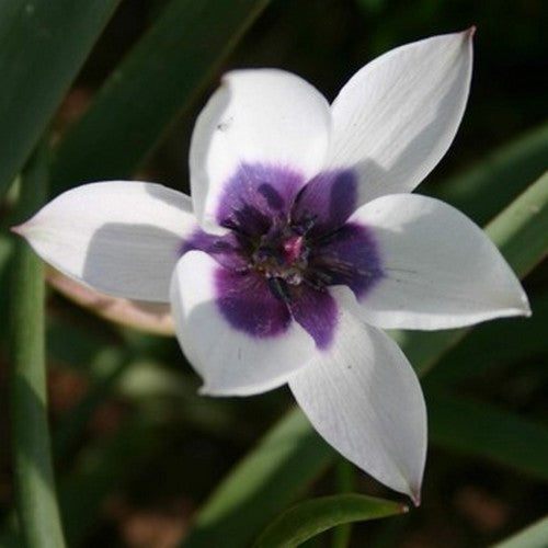 Tulipa humilis 'Alba Coerulea Oculata'