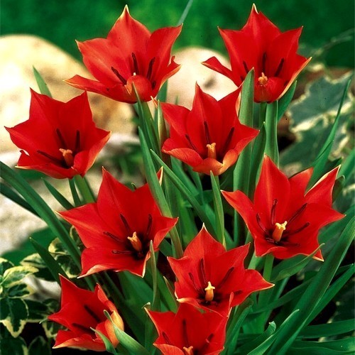 Tulipa linifolia of hageri