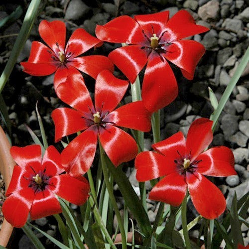 Tulipa linifolia of hageri
