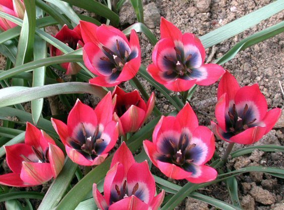 Tulipa 'Little Beauty'