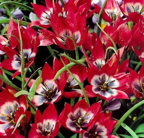 Tulipa 'Little Beauty'
