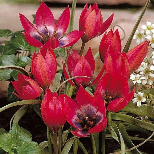 Tulipa 'Little Beauty'