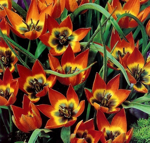 Tulipa 'Little Princess'