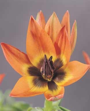 Tulipa 'Little Princess'