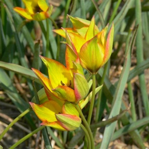 Tulipa orphanidea 'Flava'