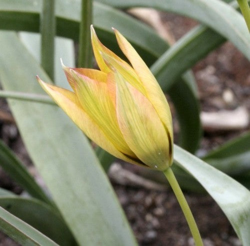 Tulipa orphanidea 'Flava'