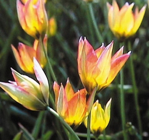 Tulipa orphanidea 'Flava'
