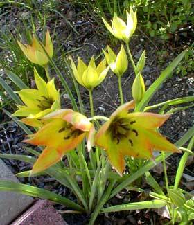 Tulipa orphanidea 'Flava'