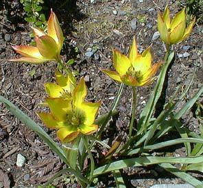 Tulipa orphanidea 'Flava'