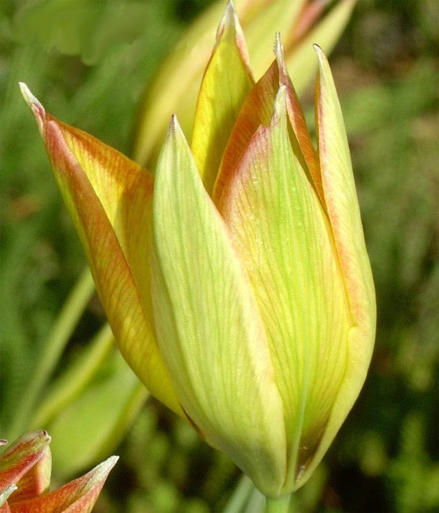 Tulipa orphanidea 'Flava'