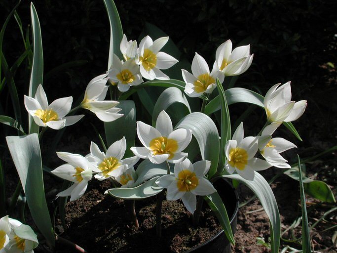 Tulipa polychRoma
