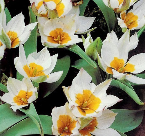 Tulipa polychRoma