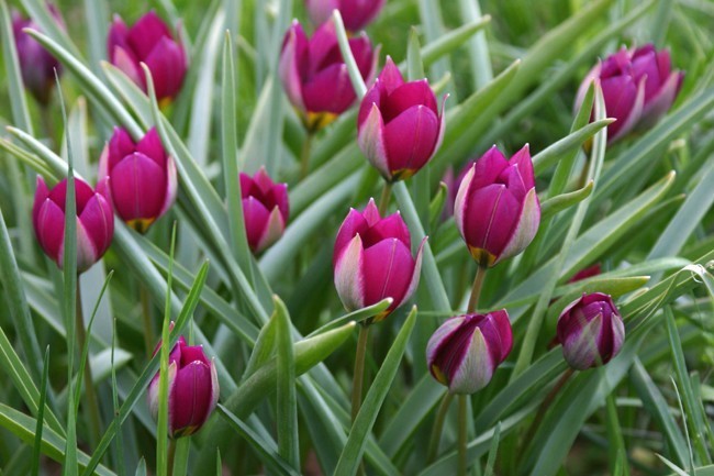 Tulipa pulchella 'Persian Pearl'