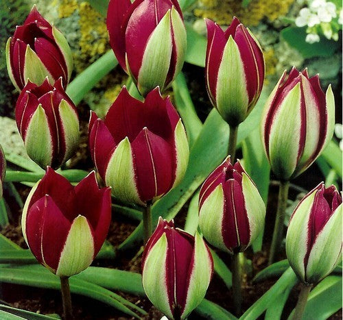Tulipa pulchella 'Persian Pearl'