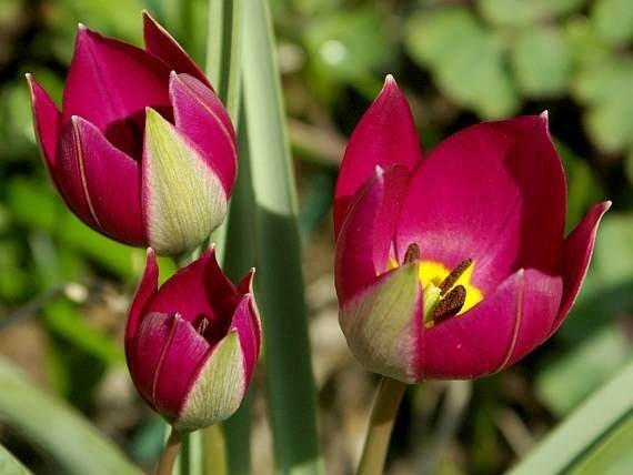 Tulipa pulchella 'Persian Pearl'