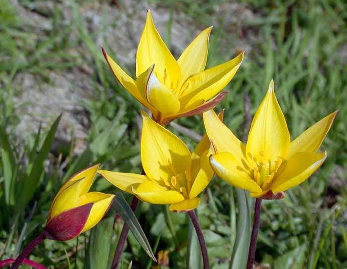 Tulipa sylvestris