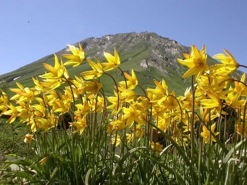 Tulipa sylvestris