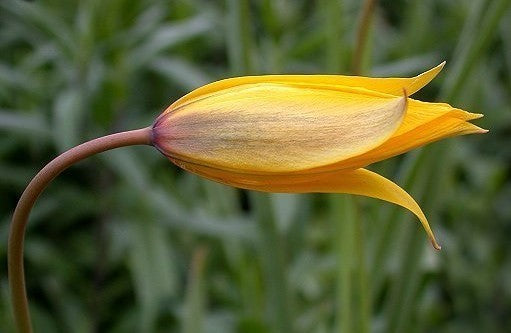 Tulipa sylvestris