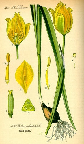 Tulipa sylvestris