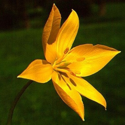 Tulipa sylvestris