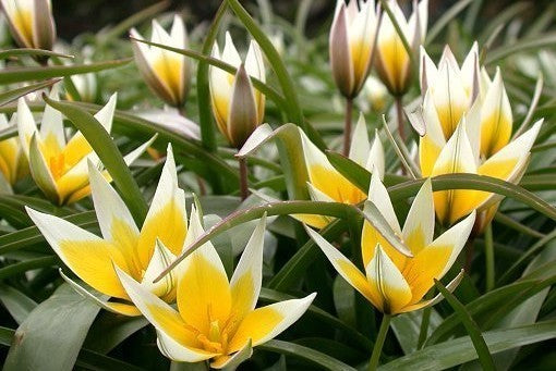Tulipa tarda