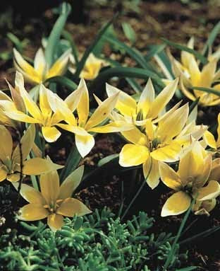 Tulipa tarda