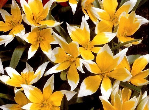 Tulipa tarda