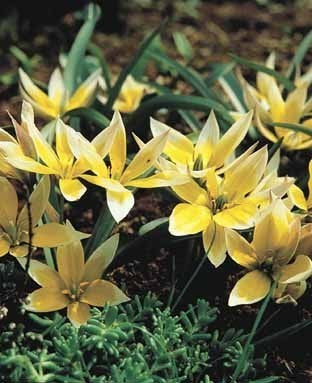 Tulipa tarda