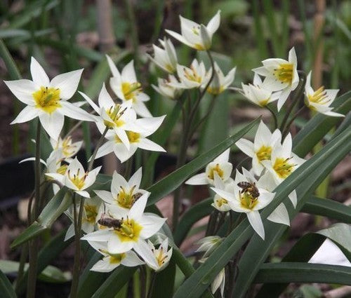 Tulipa turkestanica