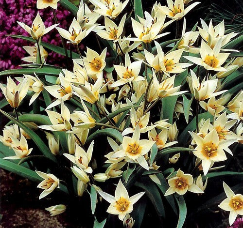 Tulipa turkestanica