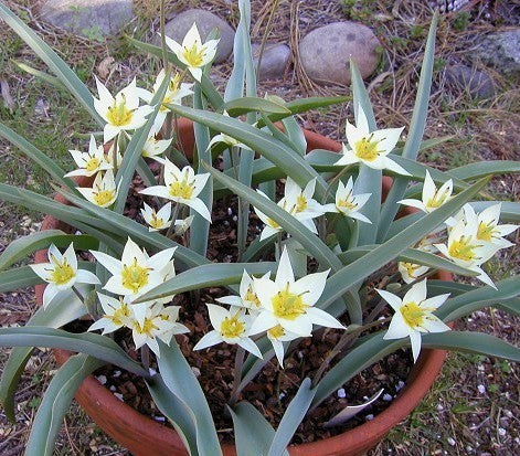Tulipa turkestanica