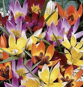 Tulipa 'Dwerg Mix'