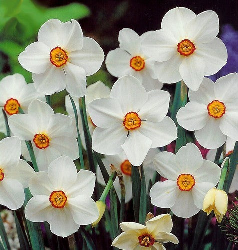 Narcissus poeticus 'Actaea'