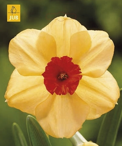Narcissus 'Altruist'