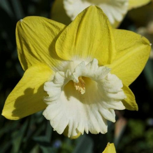 Narcissus 'Avalon'