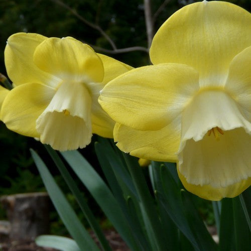 Narcissus 'Avalon'