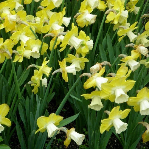 Narcissus 'Avalon'