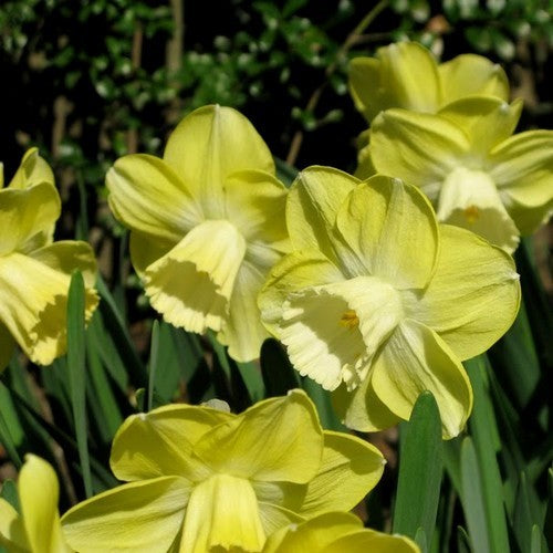 Narcissus 'Avalon'