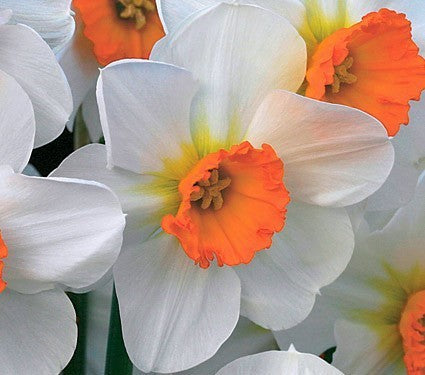 Narcissus 'Barrett Browning'