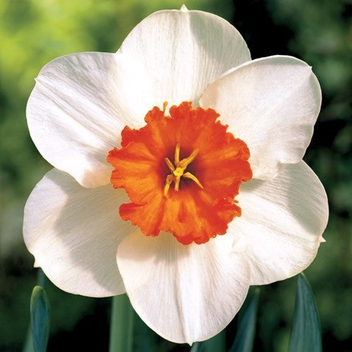 Narcissus 'Barrett Browning'