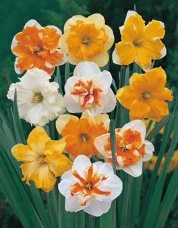 Narcissus 'Butterfly Mix'