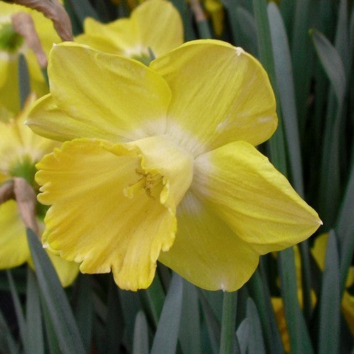 Narcissus 'Cairngorm'