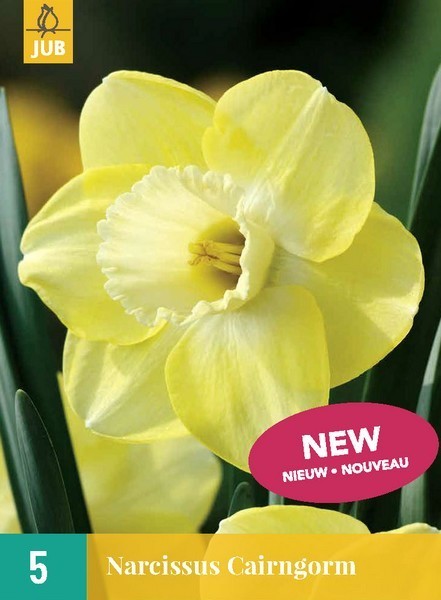 Narcissus 'Cairngorm'