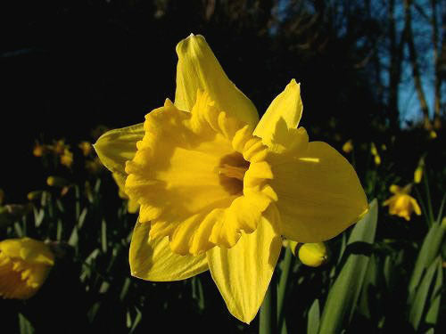 Narcissus 'Carlton'